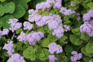 5 najlepších kvety na záhrade s príjemnou vôňou