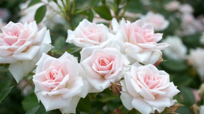 Voňavé ruže v záhrade (foto -desktopwallpapers4.me)