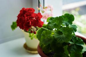 Pelargonium: tajomstvo zdravý rast