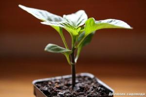 Štipka korenia sadeníc a zvýšenie času zberu