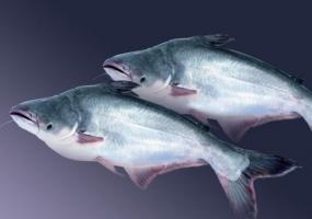 Pangasius rýb: dobrý a recenzie