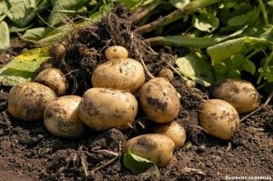 Obnovenie pôdu po zbere zemiakov