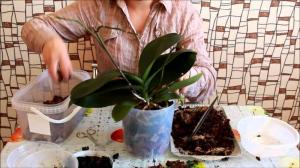 Úspešná transplantácia phalaenopsis orchidea: 7 krokov