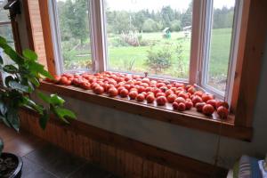 Pour-ka 4 správne spôsoby, ako urýchliť zrenie paradajok na parapete