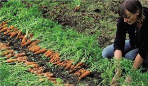 Správne výsadbu mrkva: účinná metóda pre zvýšenie klíčenie a zber