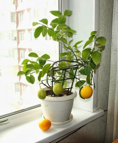 Lemon môžu byť pestované zo semien. zobraziť: http://landshaftportal.ru/wp-content/uploads/2017/08/Limon-65.jpg
