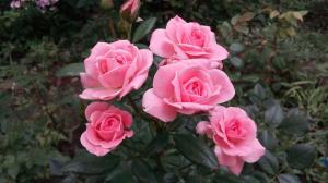 Ruže v záhrade pre "nechápavo": 5 pravidiel pre tých, ktorí sa rozhodnú zasadiť kvetinu