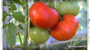 6 najlepších odrôd paradajok pre skleníka a otvorenom poli