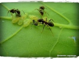 Ako sa môžem zbaviť mravcov o jeden deň v krajine, kvôli jódu