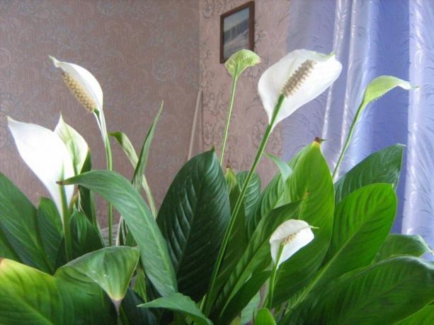 Biele plachty Spathiphyllum (Foto k článku prevzaté z internetu)