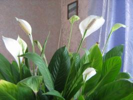 5 hrubé a časté chyby v starostlivosti o Spathiphyllum