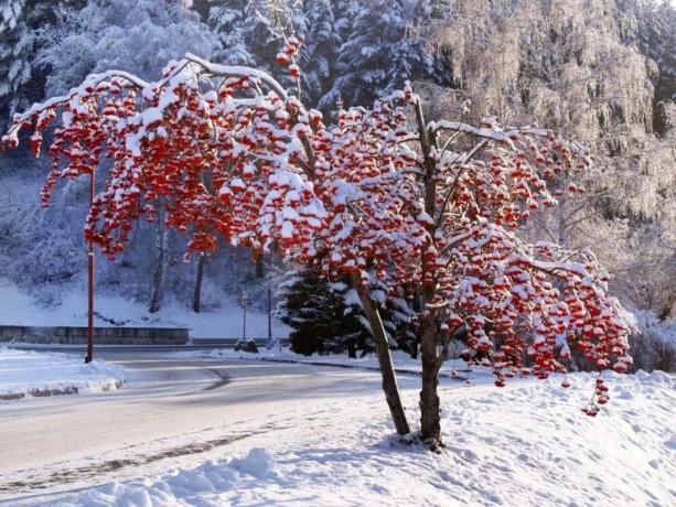 Winter žeriav (www.look.com)