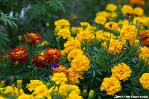 Nechtíka, veľmi užitočný kvetina: že ušetrí vaše zdravie
