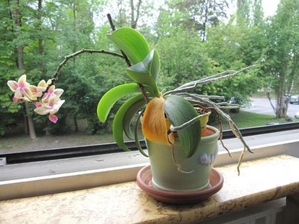 Obraz, ktorý desí mnoho majiteľov orchideí