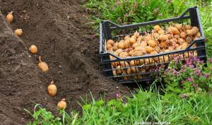 Truckers na pestovanie zemiakov na webe?