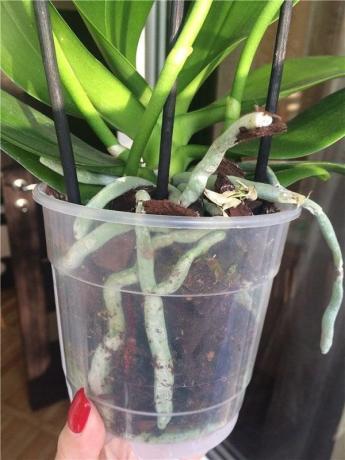 Plastická nádoba - najvýhodnejší pre Phalaenopsis