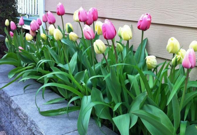 Tulipány - nenáročné rastliny. Ale niekedy potrebujú kŕmenie
