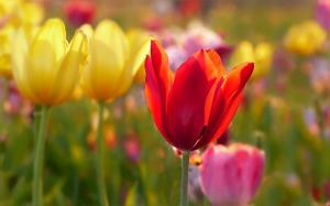 4 tulipány spôsobu výsadby. Chráňte cibuľky pred hlodavcami
