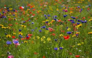 To, čo potrebujete vedieť o maurskom trávniku každom ročnom období, aby si kvitnúce nádheru