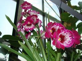 Starostlivosť o orchidey Milton domov