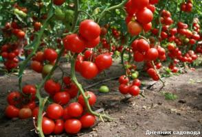 Kedy a ako na odstránenie lístia z paradajok