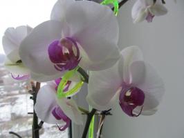 Prečo musím ponoriť orchidey, nie zalievanie z krhly