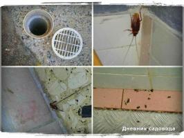 Ako sa zbaviť švábov v dome