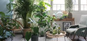 Ktorý z izbové rastliny bude dokonalý vzhľad v interiéri predsiene, spálne alebo kuchyne. 7 nápady