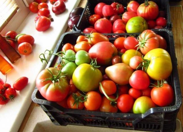 Dozrievajú paradajky (fermilon.ru)