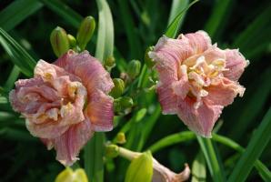 Top 5 najlepších moderných odrôd daylilies