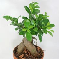 Starostlivosť Ficus Ginseng doma