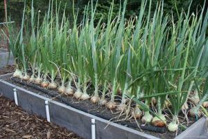 4 tipy pre získanie veľkú úrodu cibule