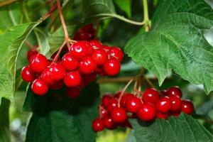 Viburnum červená - super zdravé plody. Ako manipulovať a skladovať v zime