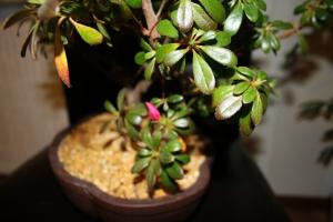 Saving Azalea - prečo rastlina kvapky lístia a čo má robiť, ako vyriešiť problém?