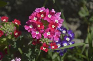 Verbena - krásna kvetina s príjemnou vôňou, za ktorú sa dá len ťažko postarať