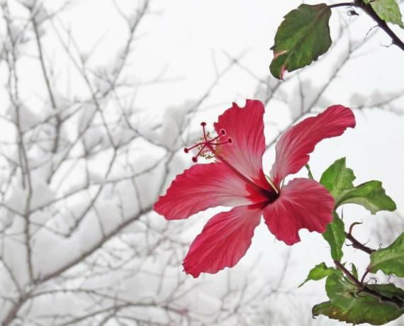 Ibištek kvet v zime, keď sú v teple, ale potom v lete nemôže hádzať púčiky. Ilustrácie k článku prevzaté z internetu