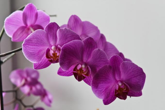 V predchádzajúcich publikáciách som dal veľa obrázkov z môjho Phalaenopsis. Nové fotky tam, ale toto: jasná fialová orchidea rozhodol k liečbe mi do bujnej kvitnutia