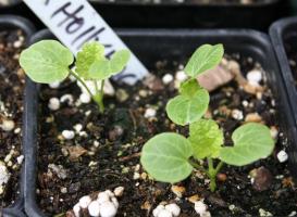 Pestovanie slez semeno: ako a kedy sa rastliny