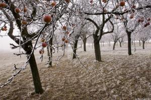 3 hlavné príčiny chorôb ovocných stromov