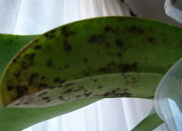 Sooty huba na orchidea ( https://agronomu.com/)
