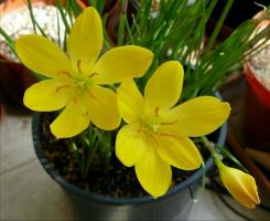 Neobvyklá kvetina "Zephyranthes" (povýšeného): starostlivosť doma