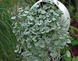 Dihondra "Silver Falls" - elegantný ozdobou vašej záhrady