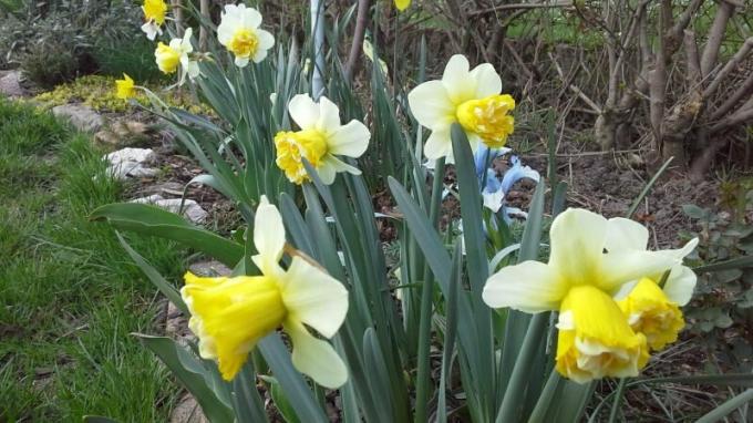 Narcisy osvojiť takmer akýkoľvek záhradnej kompozície. Foto: chistodoma.online