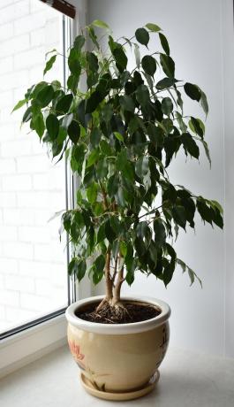 Ficus benjamina - moja pýcha (fotografie z osobného archívu)