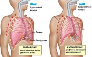 Brušné dýchanie: výhody a poškodzuje, spotrebiče, recenzie