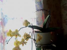 Kyselina jantárová nepomôže orchidey. Hlavným mýtus internetu
