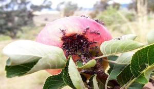 Ako sa zbaviť záhradné mravcov na jabloniach a kríkov.