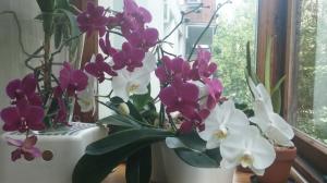 Čo by ste mali vedieť o Phalaenopsis. Niektoré funkcie pestovanie