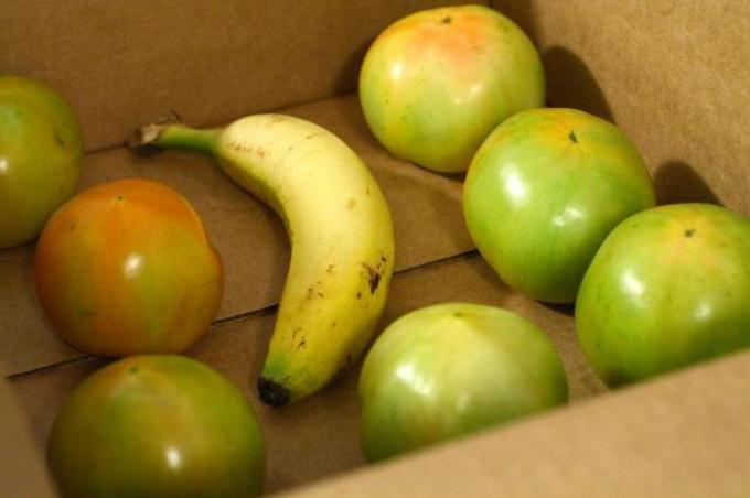 Banán v krabici s zelená paradajky | Záhradkárstvo a záhradníctvo