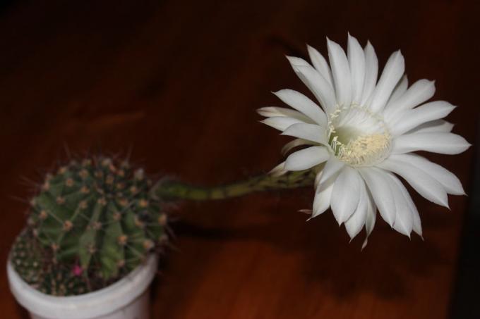 Kvitnúce kaktus doma
